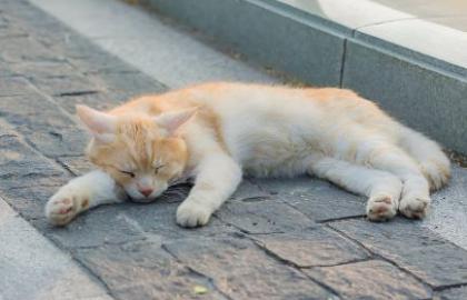 Hipersomnia: Sering Mengantuk Sepanjang Hari? Ini Alasannya!